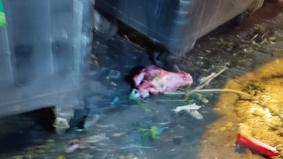 الدارالبيضاء : العثور على رأس حيوان يبدو أقرب إلى “حمار” قرب حاوية أزبال بحي ابن امسيك.. والشرطة العلمية تُحقق