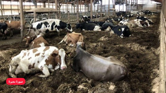 تارودانت : ساكنة دوار الكريعة بجماعة الكدية البيضاء تستغيث: روائح كريهة تهدد الصحة العامة وتثير مخاوف بيئية