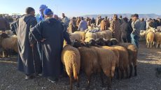 الداخلية توقف واجبات دخول أسواق الغنم ( الصنك ) قبل عيد الأضحى لضمان تنظيم أفضل